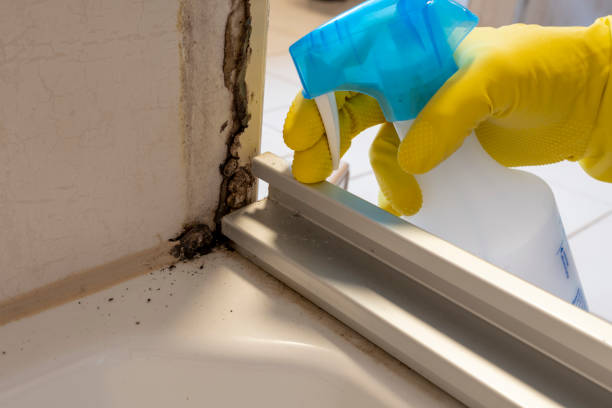 Best DIY Mold Remediation Support Services in Caway, AR