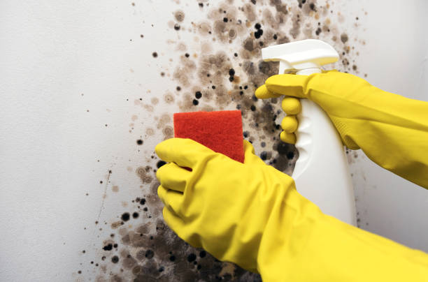 Best Bathroom Mold Remediation in Caway, AR