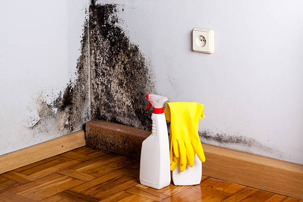 Best Industrial Mold Remediation in Caway, AR